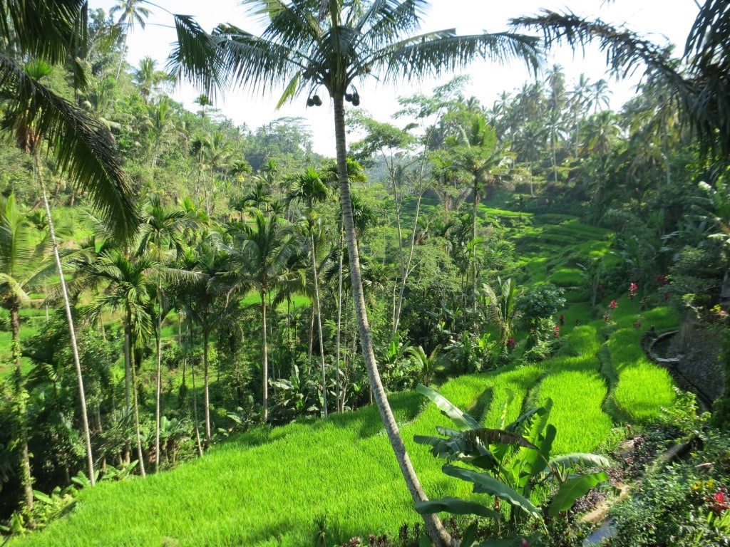 Luxury honeymoon in Bali, Indonesia - beautiful rice paddies