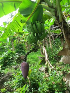St. Lucia honeymoon ideas - Fond Doux Resort banana tree