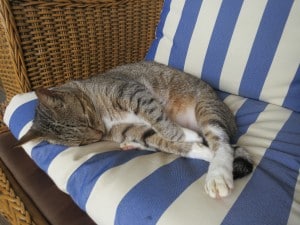 St. Lucia honeymoon ideas - Fond Doux Resort Resort cat Socks