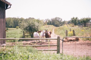 Quirky outdoor wedding at Kortright Centre