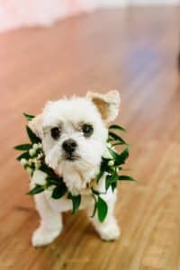 Wedding dog outfits - Hottest wedding trends right now from Breakfast Television Toronto, with wedding planner Rebecca Chan Weddings and Events